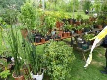TROC'PLANTES - Au jardin, l'actualité