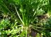 Celeri, Apium graveolens