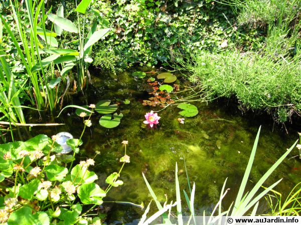 Le jardin d'Emilie – Le jardin d'Emilie est le blog d'une maman de Normandie