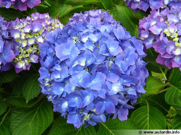 un hortensia  u00e0 fleurs bien bleues