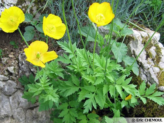 Pavot jaune des Pyrénées, Meconopsis cambrica