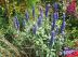 Sauge farineuse, Salvia farinacea