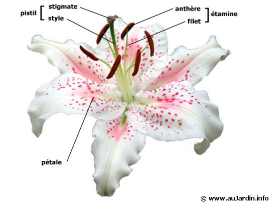 La structure d'une fleur