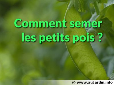 Comment Semer Et Cultiver Les Petits Pois