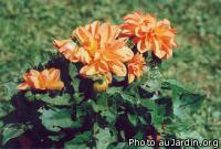 Dahlia topmix nain orange