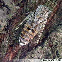 La cigale, Cicada orni