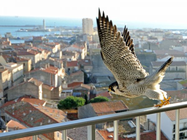 Cohab, des solutions pour favoriser la biodiversité en ville Cohab, des solutions pour favoriser la biodiversité en ville