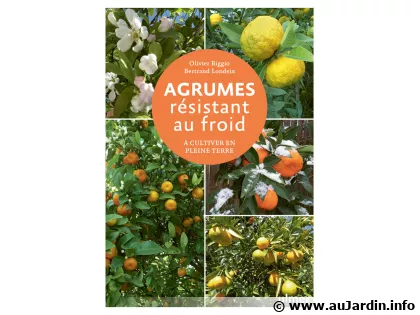 Agrumes r�sistant au froid � cultiver en pleine terre