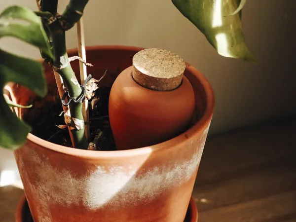 Pepin : les Ollas, l'objet déco qui prend soin de vos plantes