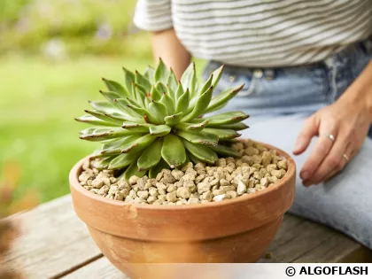 Granuplant Algoflash Naturasol, des granul�s de pierre ponce