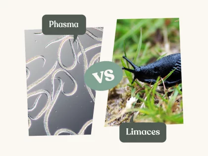 N�matodes Phasma, une solution naturelle contre les limaces