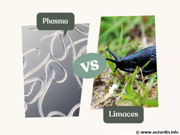 Nématodes Phasma, une solution naturelle contre les limaces