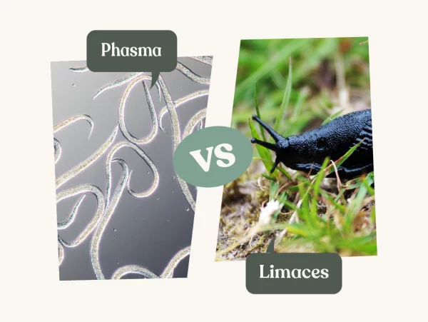N�matodes Phasma, une solution naturelle contre les limaces