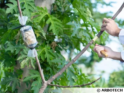 Botabox, pour marcotter facilement vos plantes
