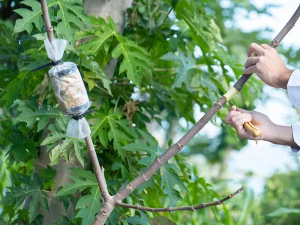 Botabox, pour marcotter facilement vos plantes