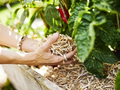 Paillis de Miscanthus, protection naturelle et r�tention d'eau