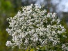 Le Baccharis, un arbuste envahissant qui menace la biodiversit