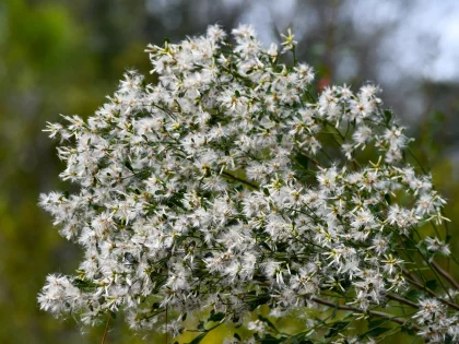 Le Baccharis, un arbuste envahissant qui menace la biodiversit�
