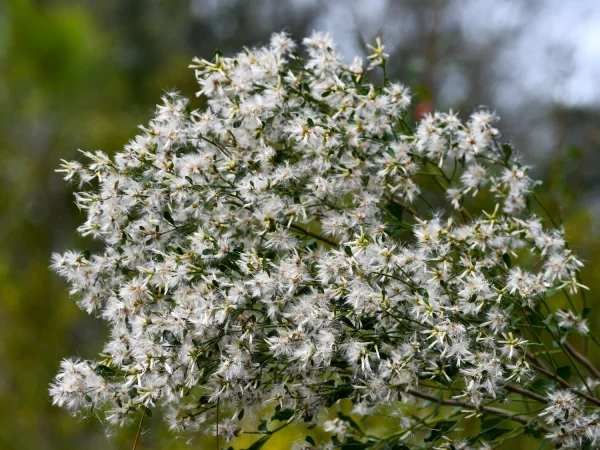Baccharis halimifolia en fleurs