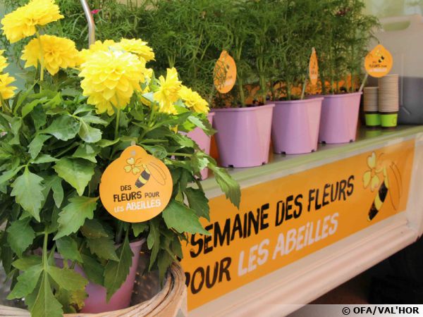 2ème édition de la semaine des fleurs pour les abeilles 2ème édition de la semaine des fleurs pour les abeilles