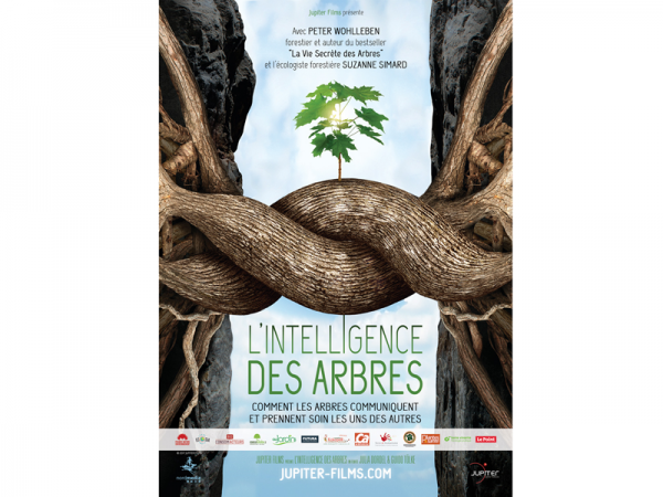 L'Intelligence des Arbres, au cinéma L'Intelligence des Arbres, au cinéma
