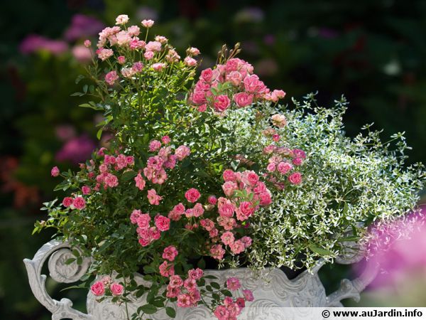 Nouveauté, le mini-rosier Lilly Rose wonder 5® Aya n°5 Nouveauté, le mini-rosier Lilly Rose wonder 5® Aya n°5