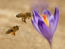 15 fleurs printanires pour un festin floral des Abeilles
