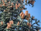 Sapin noble, Sapin bleu, Abies procera