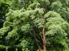 Erable gris (Acer griseum) : un �rable ornemental au tronc exfoliant unique