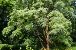 Erable gris (Acer griseum) : un �rable ornemental au tronc exfoliant unique