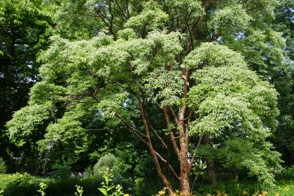 Erable gris (Acer griseum) : un �rable ornemental au tronc exfoliant unique