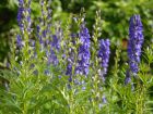 Aconit napel, Casque de Jupiter, Capuce de moine, Aconitum napellus