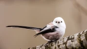 L'Orite � longue queue : vie et moeurs d'une acrobate des jardins