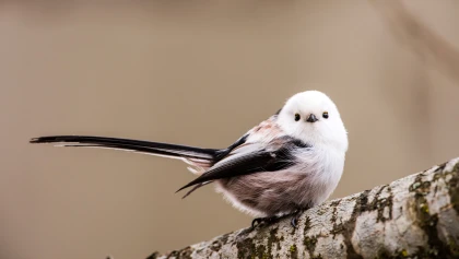 L'Orite � longue queue : vie et moeurs d'une acrobate des jardins