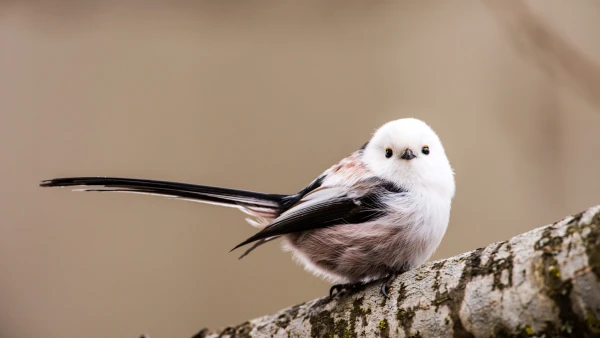 L'Orite � longue queue, l'acrobate du jardin