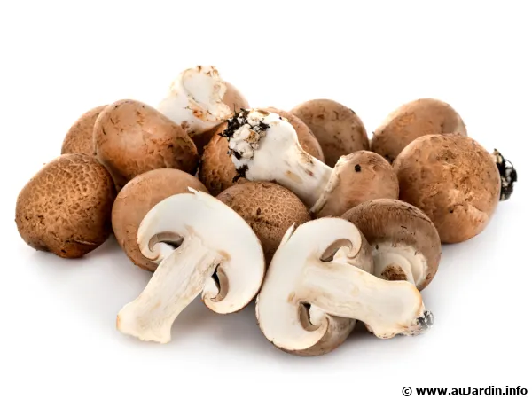 Le champignon de Paris, des vertus nutritives et culinaires