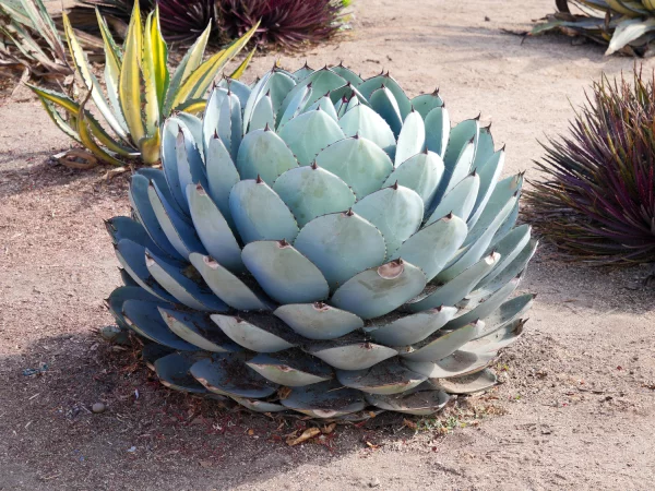 <span>Agave parryi</span>