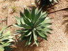 Agave  cou de cygne bleu, Agave attenuata 'Blue Glow'