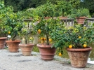 L'arrosage des agrumes en pot