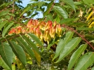 Ailante glanduleux, Faux vernis de Chine, Frne puant, Ailanthus altissima
