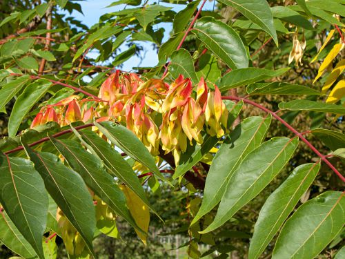 Ailante glanduleux, Faux vernis de Chine, Frêne puant, Ailanthus altissima  : planter, cultiver, multiplier