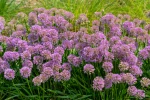 Avant de replanter du buis, d�couvrez cette bulbeuse de bordure qui fleurit tout l'�t� sans entretien
