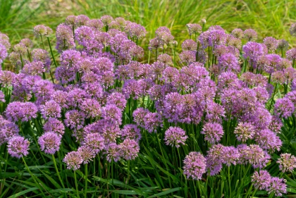 Avant de replanter du buis, d�couvrez cette bulbeuse de bordure qui fleurit tout l'�t� sans entretien