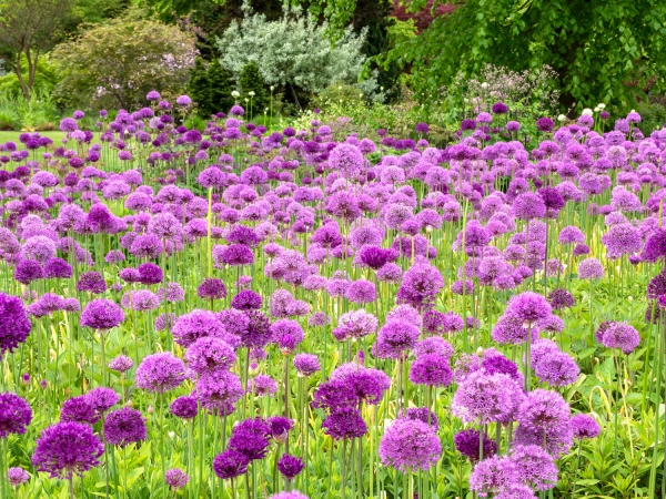 Alliums en nombre dans un massif