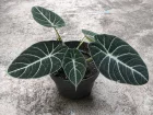 Oreilles d'lphant velours noir, Alocasia joyau de la reine, Alocasia reginula 'Black Velvet'