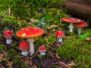 Les symptmes d'intoxications aux champignons