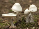 Amanite vireuse, Amanita virosa