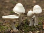 Les symptômes graves et mortels d'intoxication aux champignons