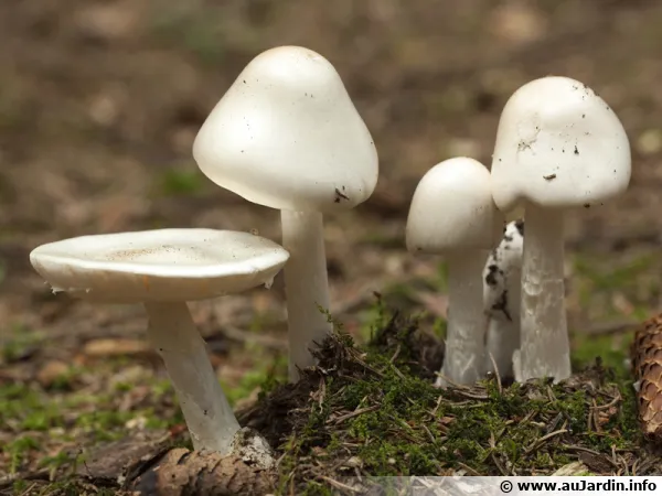 Amanite vireuse, Amanita virosa