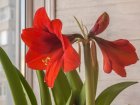 Le secret des amaryllis qui refleurissent chaque anne